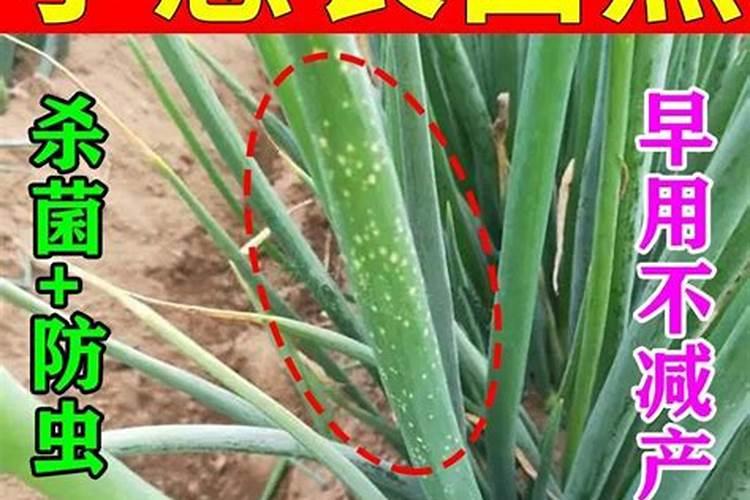 大葱增产的施肥管理方法:大葱喷施昆仑风能增产吗