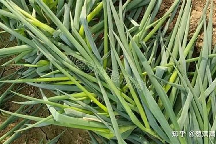 种植大葱葱叶干尖是什么原因？？