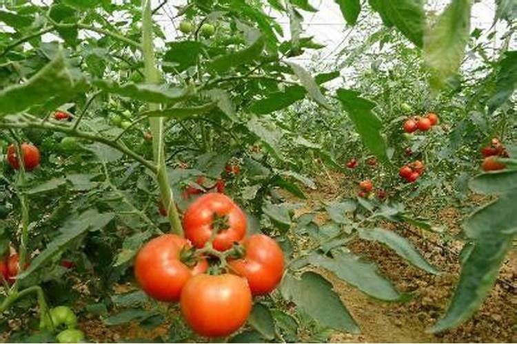 西红柿追肥用什么肥料好
