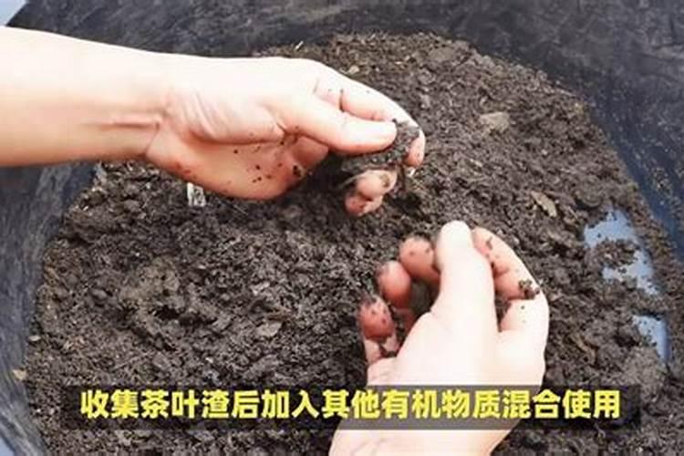 茶叶叶面肥催芽肥的正确使用