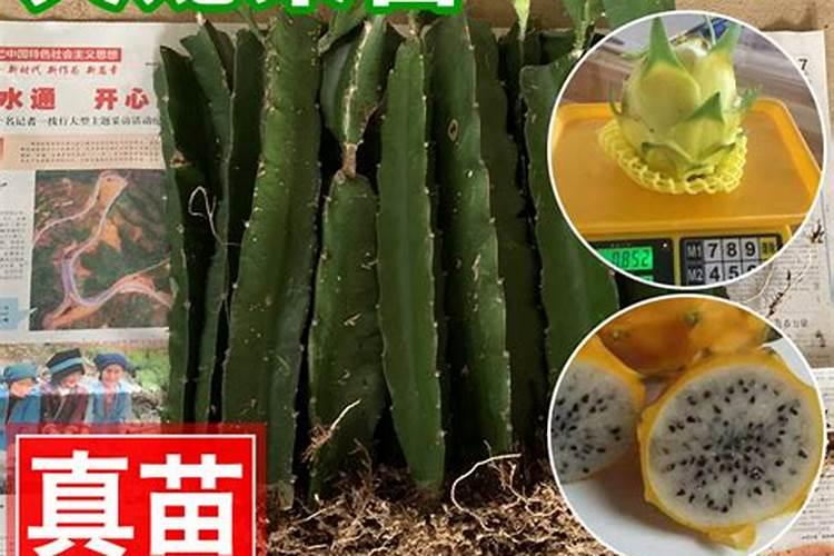 火龙果苗什么时候施肥