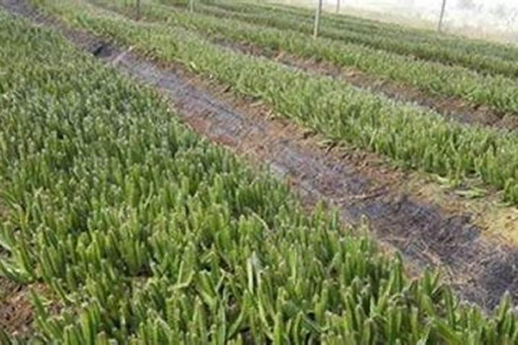 火龙果一般用什么肥料？还要注意这四点!