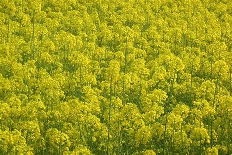 油菜喷施硼肥最佳时期