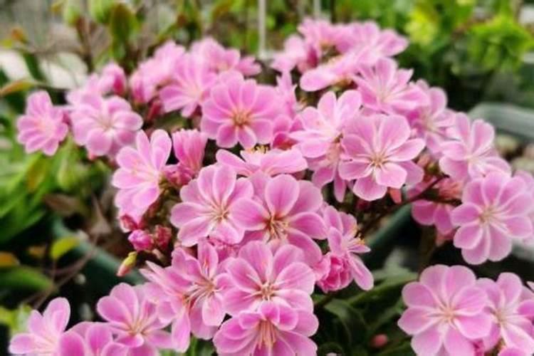 露薇花什么季节施肥最好 施肥多少合适