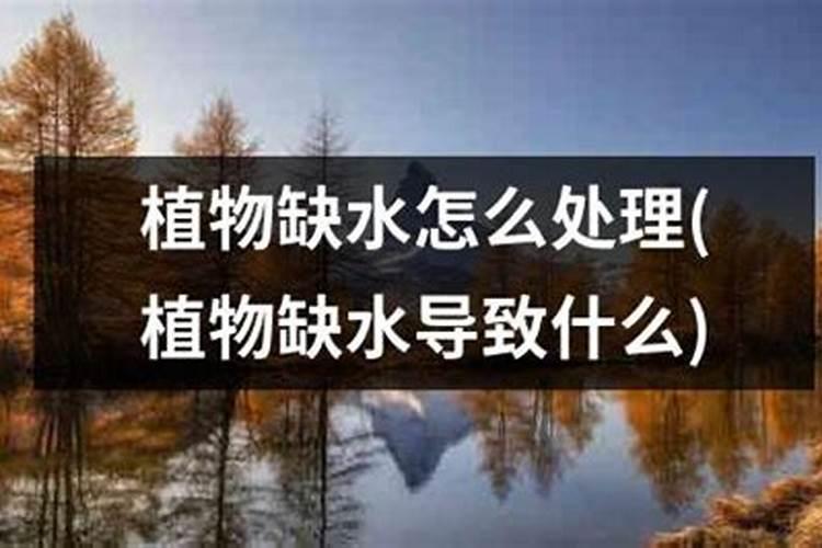 水培富贵竹叶尖发黄,补充磷肥勤换水