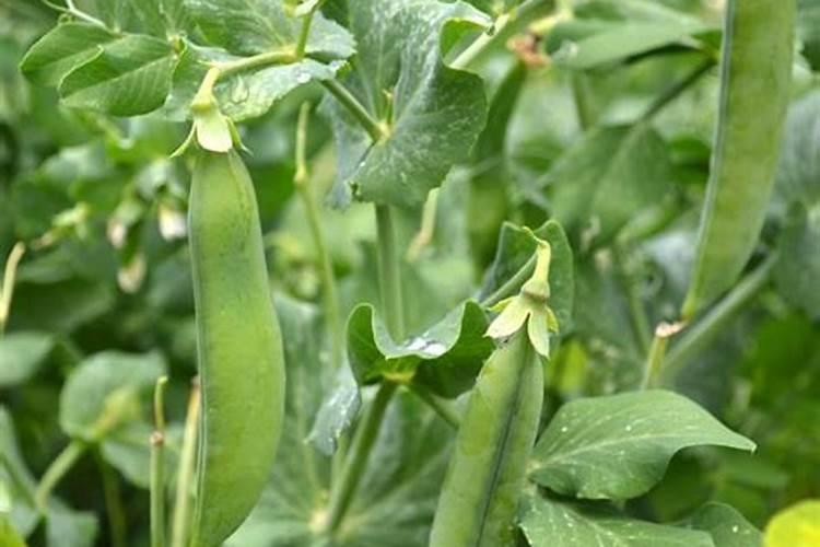种豌豆用什么肥料最好