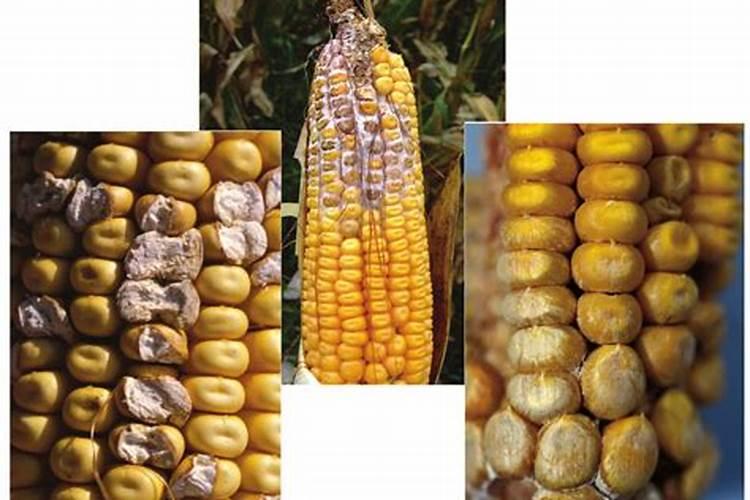 生物菌肥种玉米公顷用多少公斤？