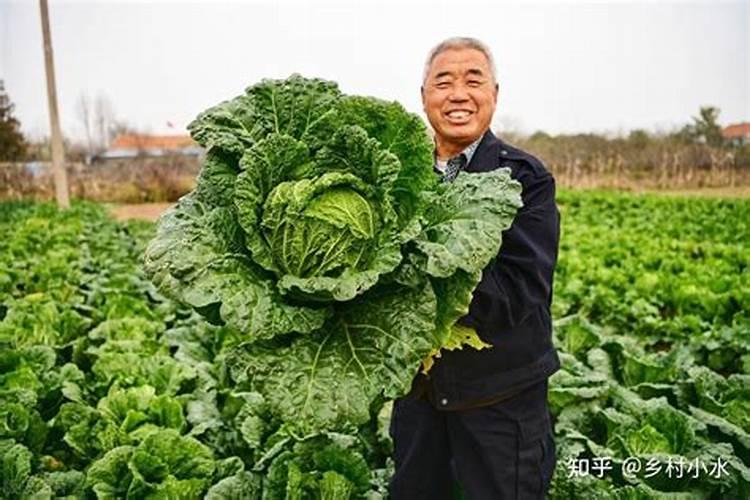 秋季露地栽培大白菜怎样进行配方施肥？