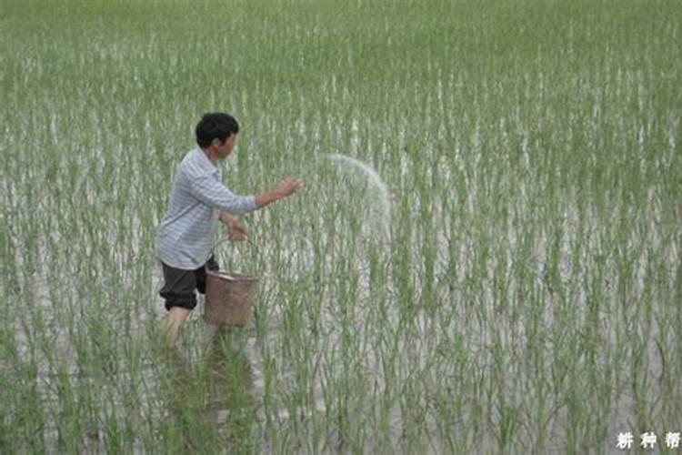 水稻如何施硅肥？一亩田需要多少硅肥？