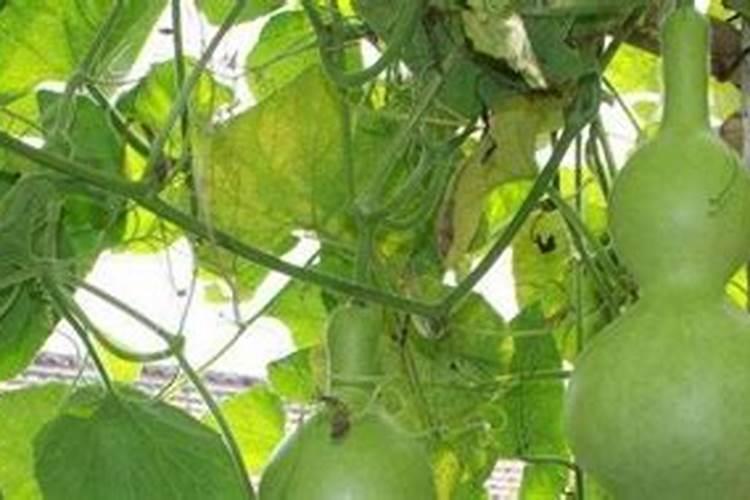 葫芦需要什么肥料 叶面肥使用最佳时间