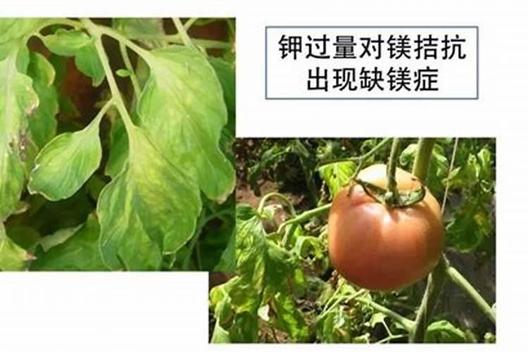 《本草纲目》是谁写的？现在这本书还有参考价值吗？