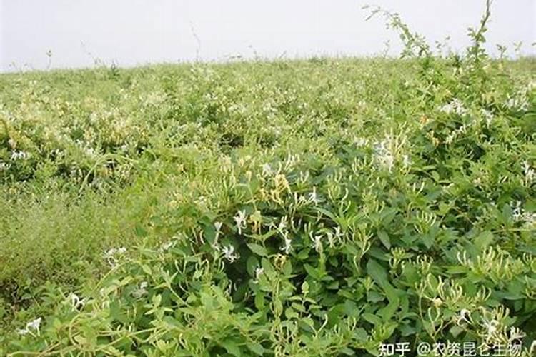 金银花用什么叶面肥好