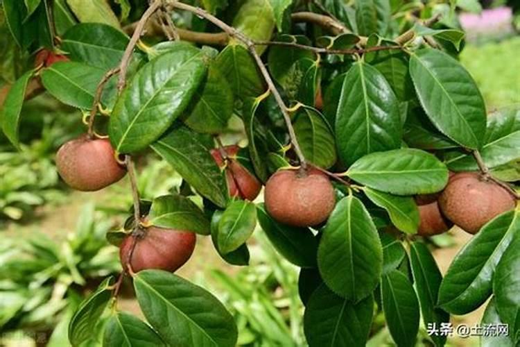 油茶树施什么肥比较好(种植油茶树施什么肥料长得快)