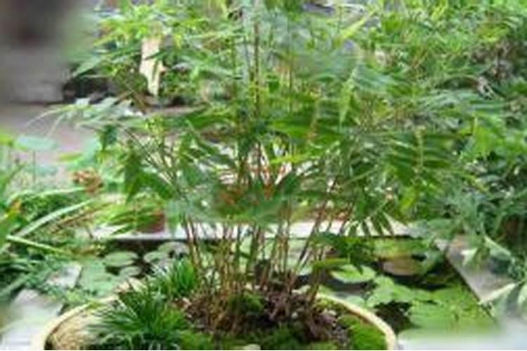 凤尾竹需要什么肥料