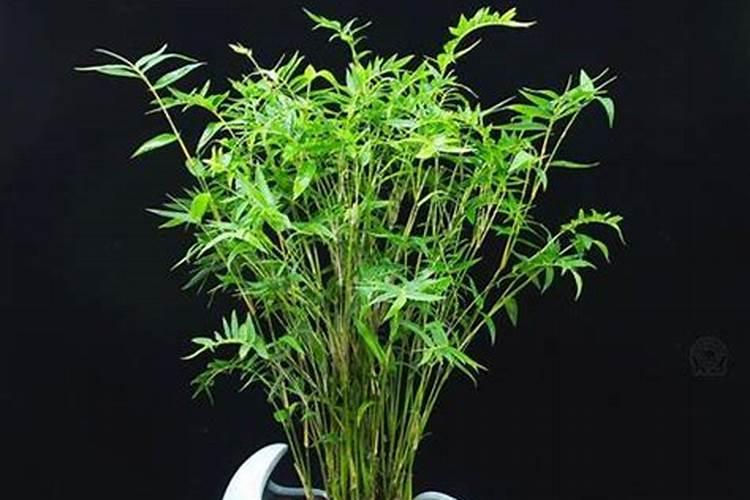 凤尾竹用什么肥料最好