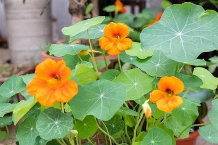 旱金莲怎么养护一年不断开花