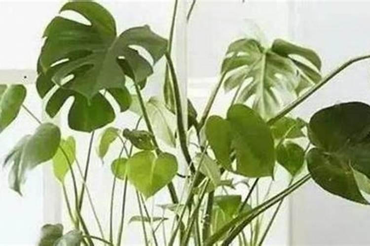 龟背竹气生根怎么处理