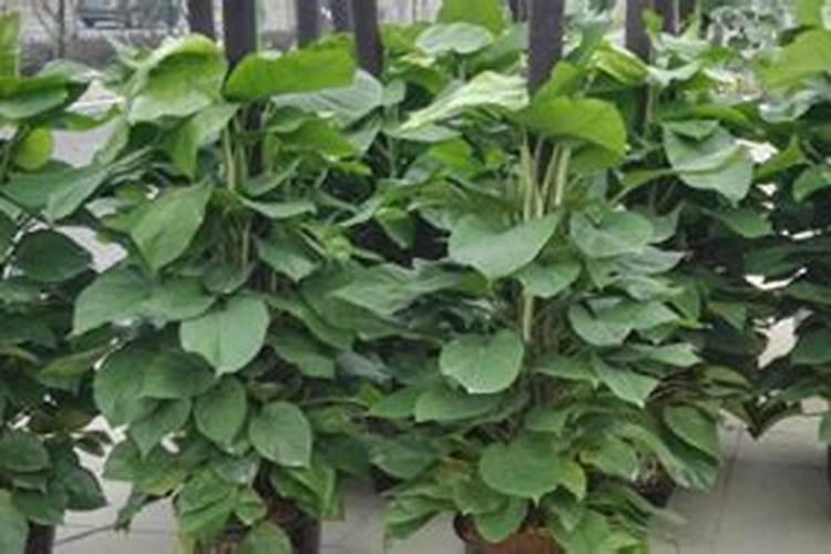 牡丹花在春天怎么施花肥？怎么培养？几天浇水一次？