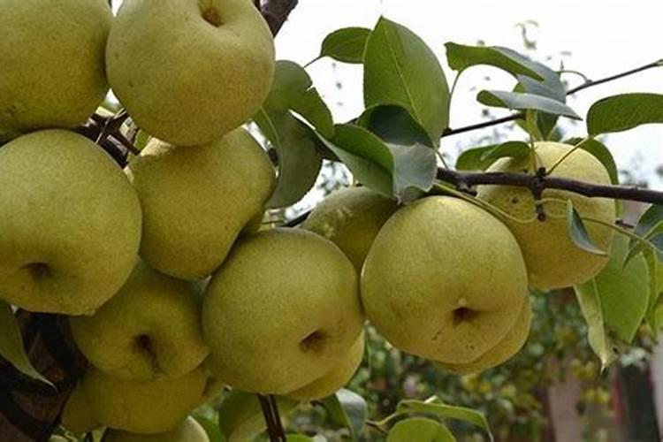 黄金梨增甜膨果哪种水溶肥好？