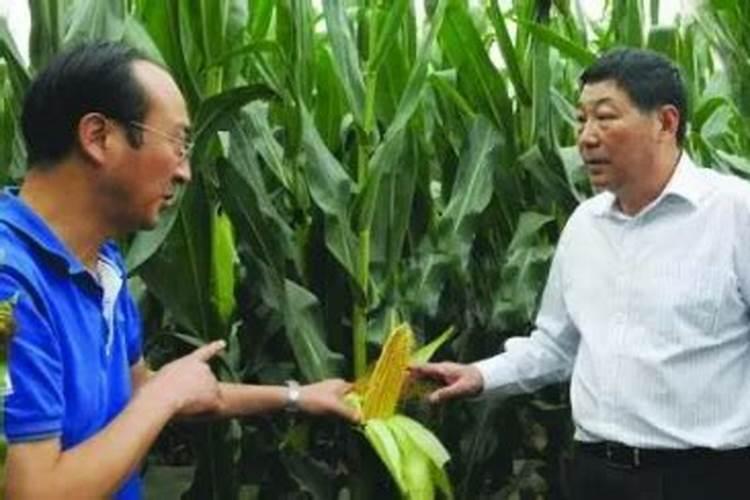 辣椒灰霉病综合植保