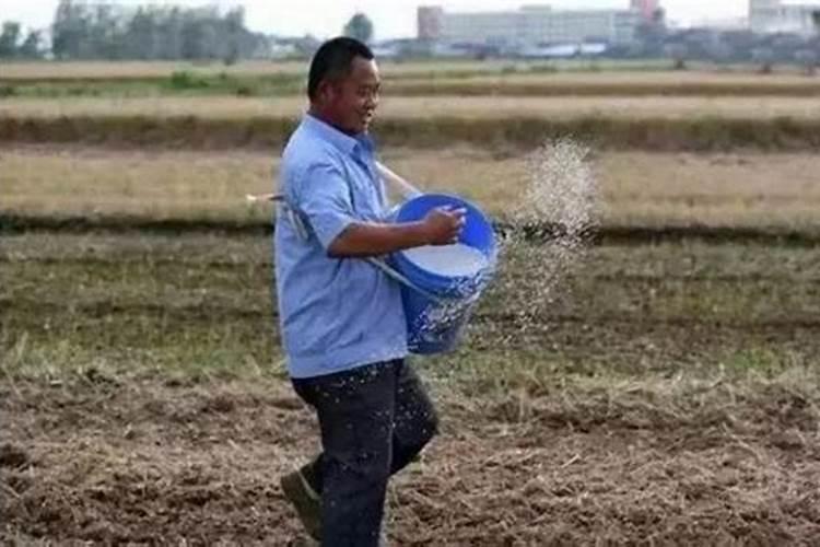 水稻一亩需要的氮磷钾