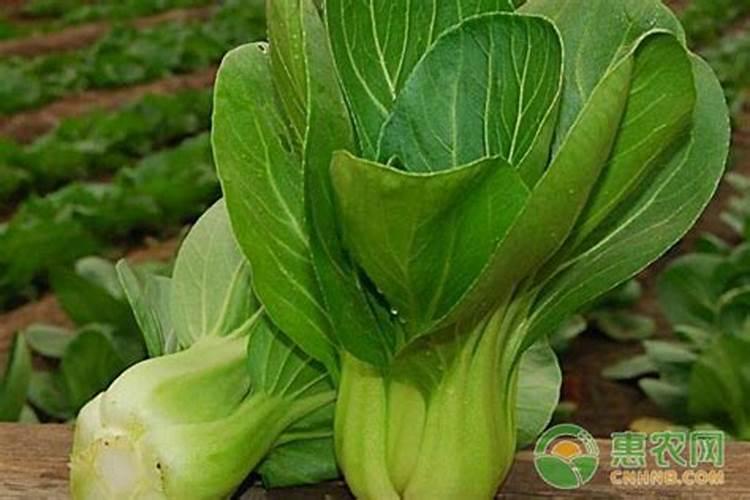油菜缺素症状