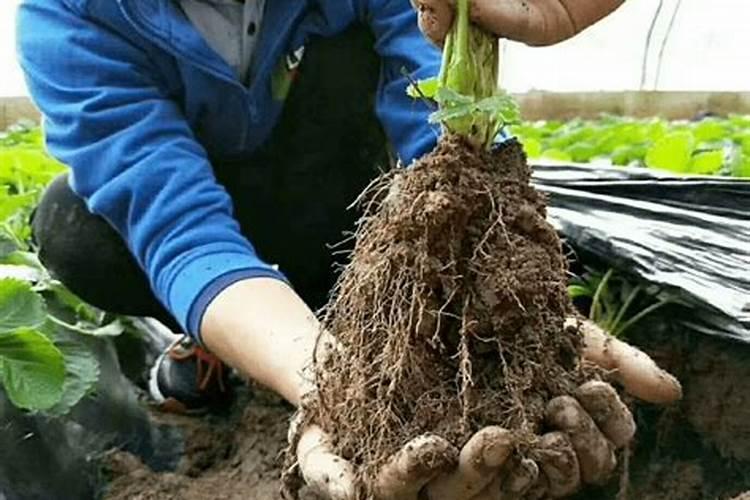 什么肥料能促长植物的根？