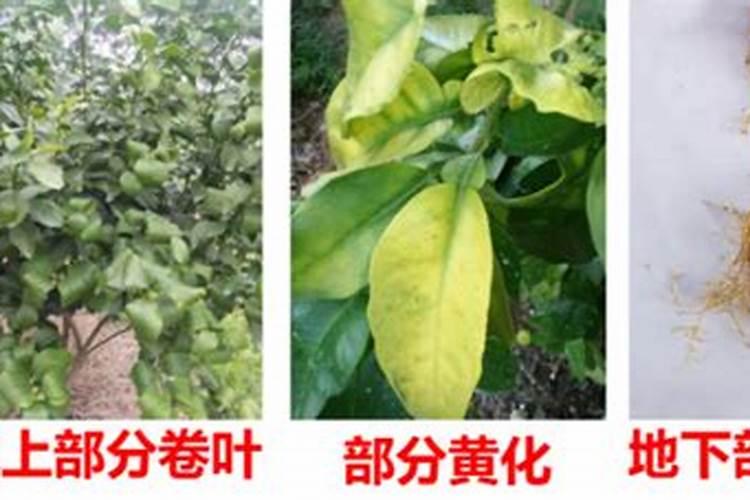 生根粉如何催种子发芽