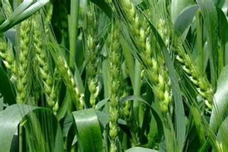 小麦是先打除草剂还是先施肥