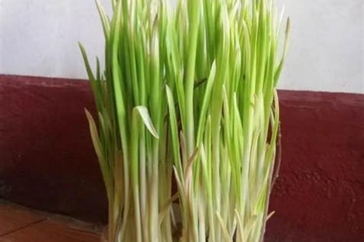 大蒜最忌讳的肥料 种大蒜需要什么肥料最好
