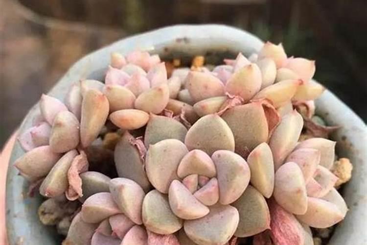 多肉如何掐心侧芽多又壮