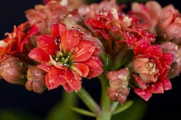 长寿花小叶化多久开花结果花卉百科