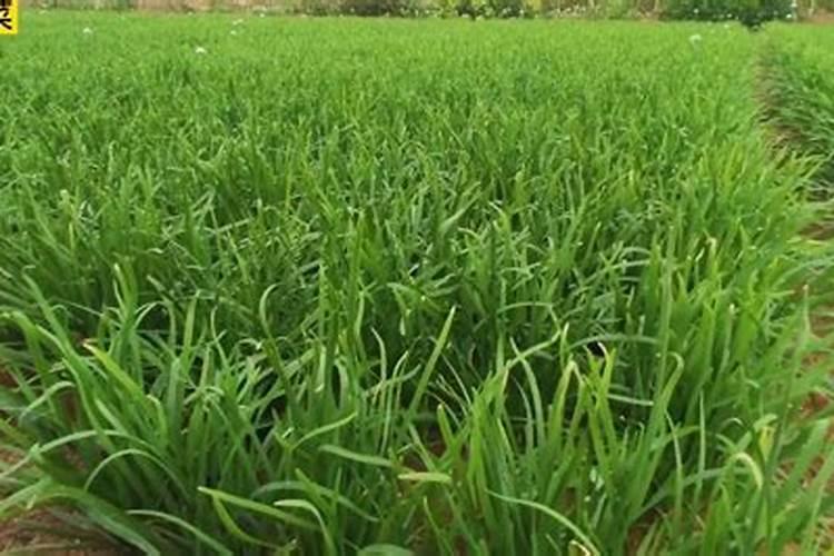 韭菜多久追肥 韭菜追肥的最佳时间