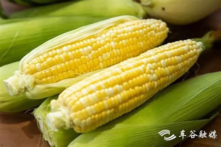 科沃华玉米金大棒叶面肥怎么样