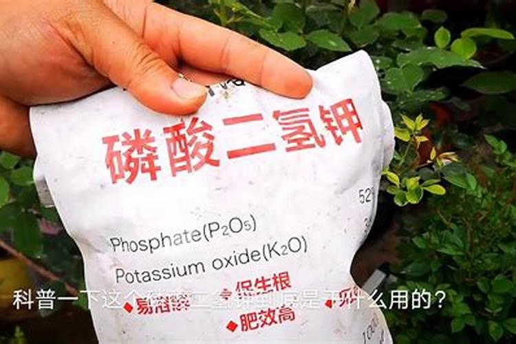 月季如何施磷酸二氢钾
