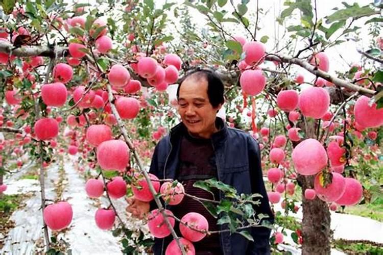 西红柿冬季施肥方法有哪些 西红柿冬季如何施肥