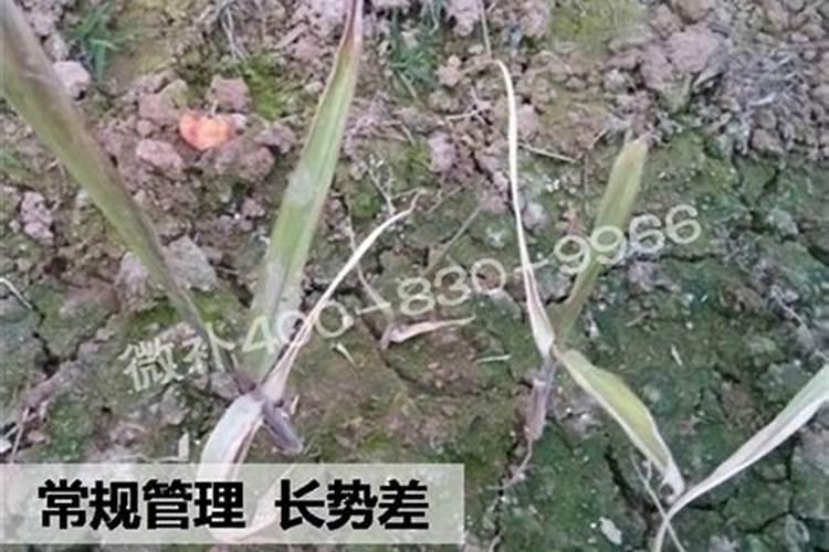 尿素与水配比多少浇树
