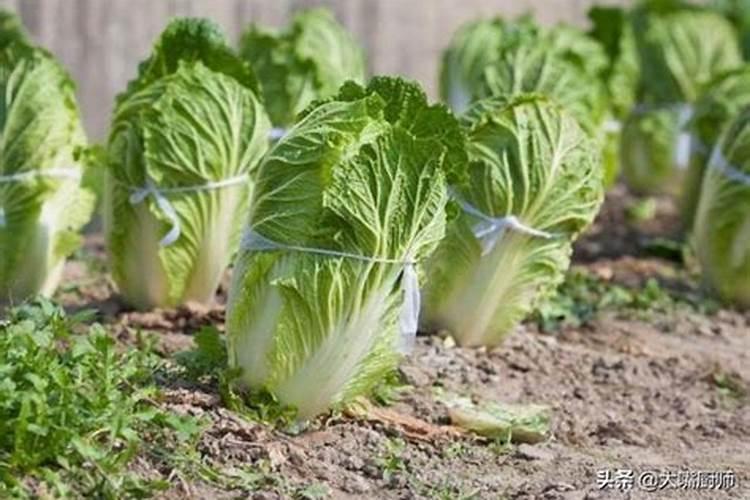 怎样给大白菜施肥给大白菜追施肥距离菜颗多少适宜