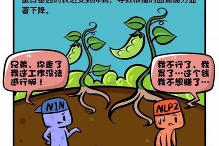 为什么豆类植物不需要施氮肥