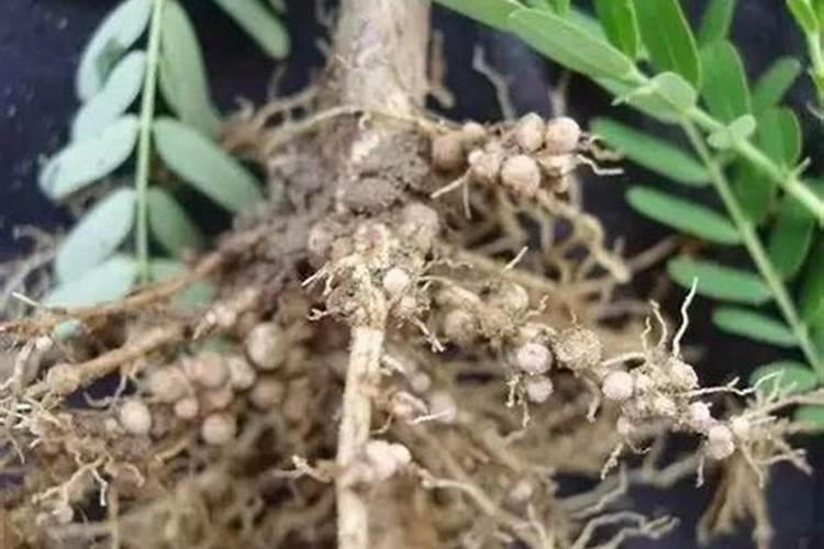 豆科植物固氮的好处