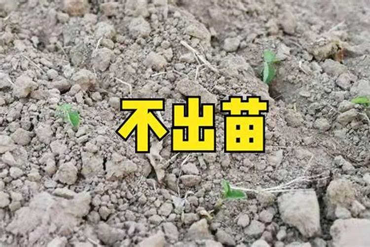 小麦在小满期间能不能使用叶面肥？