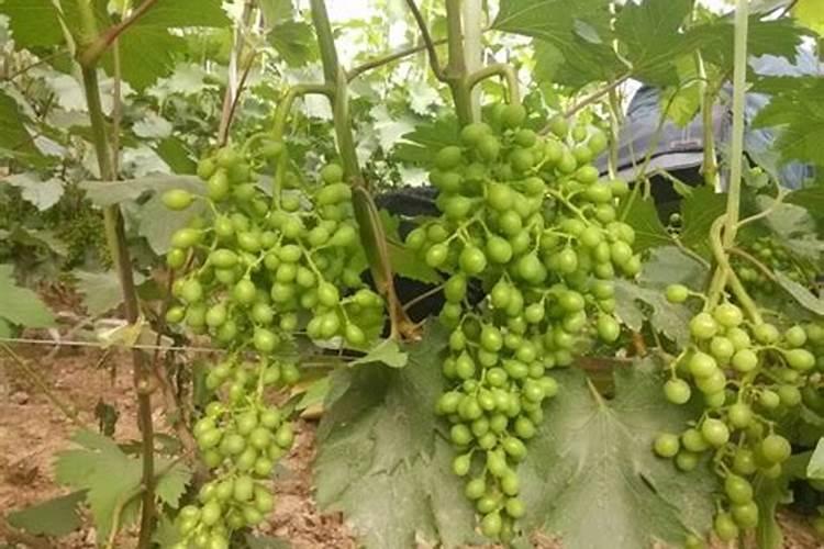 葡萄种植怎样施肥