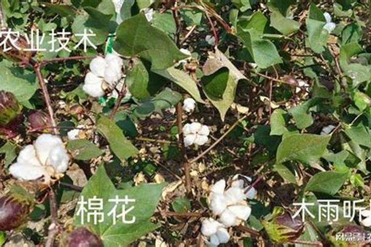 水溶性磷肥使用方法