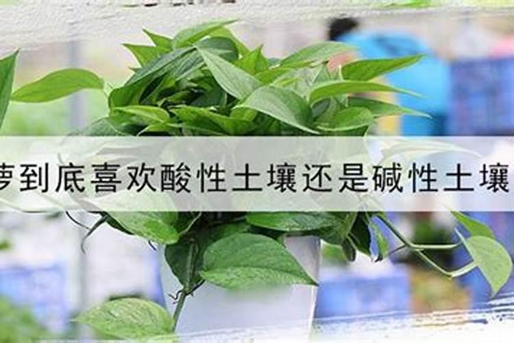 请问,绿萝喜欢碱性肥料还是酸性肥料