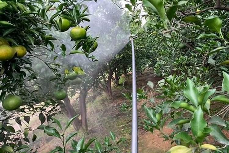刚给葡萄施肥完就下了一夜大雨还要不要补肥？