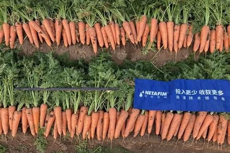 萝卜追肥用什么肥料