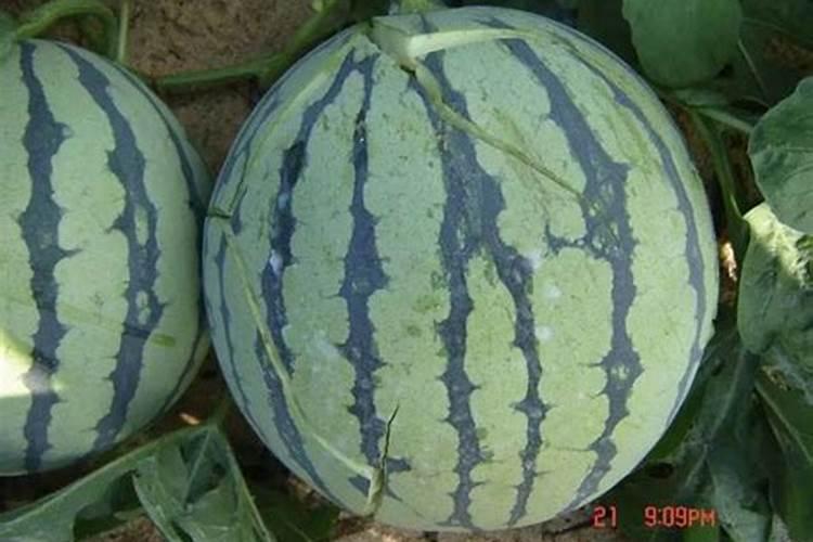 西瓜什么时候冲施钙肥？