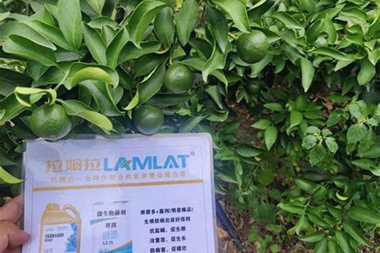 柑橘幼苗水溶肥的用量是多少？