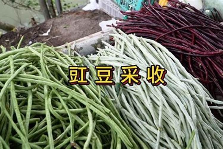 豇豆的高产施肥方法