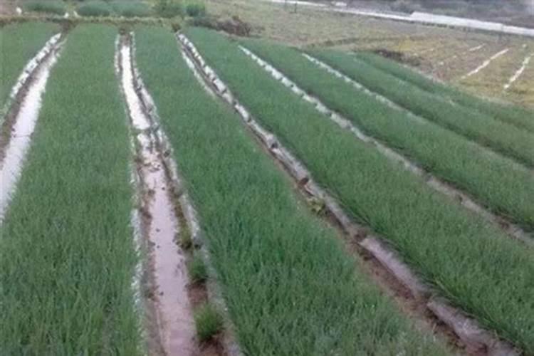 大葱叶面喷什么肥料好 用什么肥料长的快